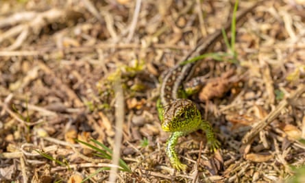 Sand lizards are among the UK’s rarest reptiles.