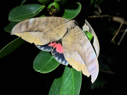 A large moth with brown wings and black underwings with pink splashes.