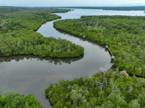 Aerial photo of mangrove forest in Mentawir Village
