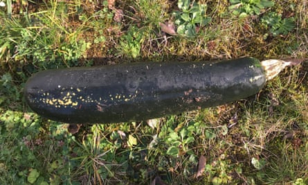 courgette offending karlsruhe wartime marrow discovery sohn