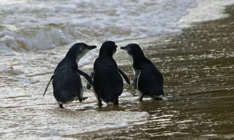 A trio of penguins stroll a beach in Sydney’s eastern suburbs.