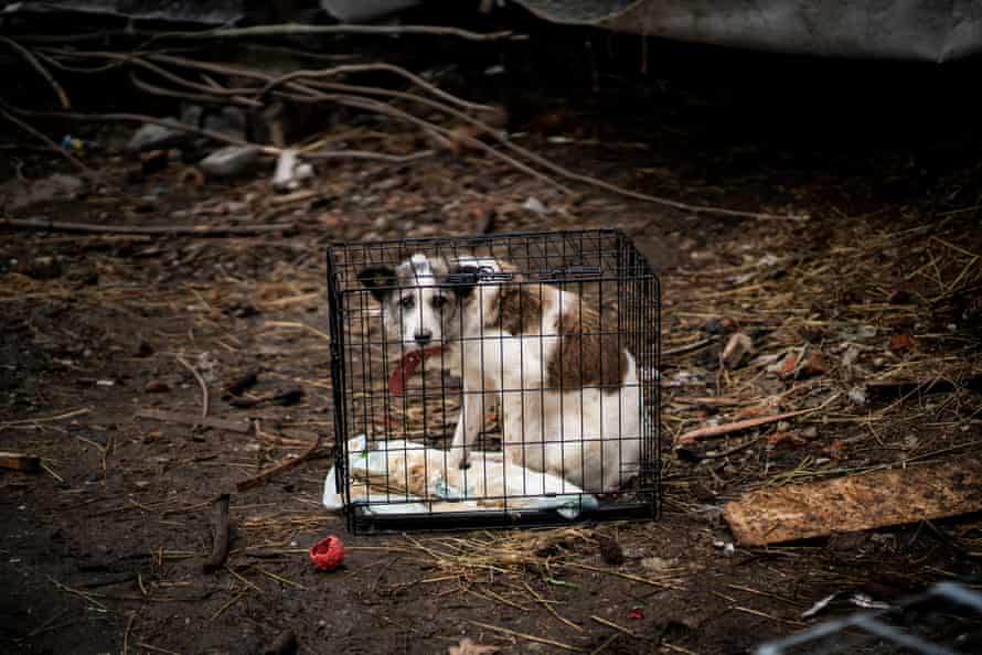 A dog in a cage rests at Lviv animal sanctuary