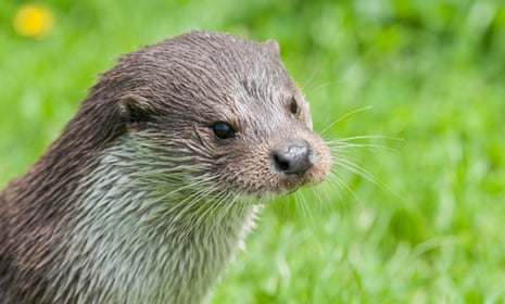 Catch me if you can ... a European otter (Lutra Lutra)