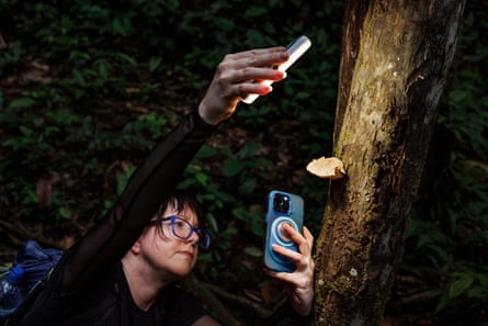 A woman holds up a torch to photograph a mushroom on a tree truck with her phone