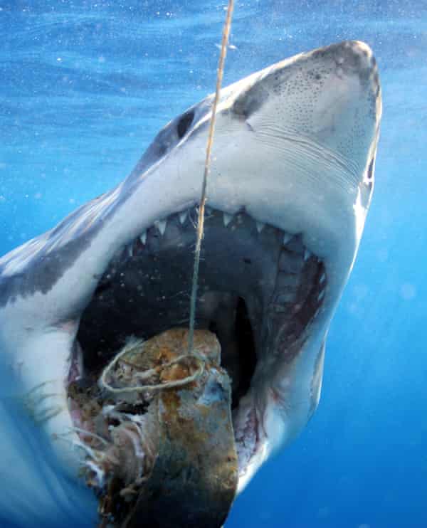 Great white shark feeding, for cage diving tourists.