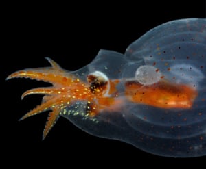 A pelagic bolitaenid octopus, Japatella diaphana