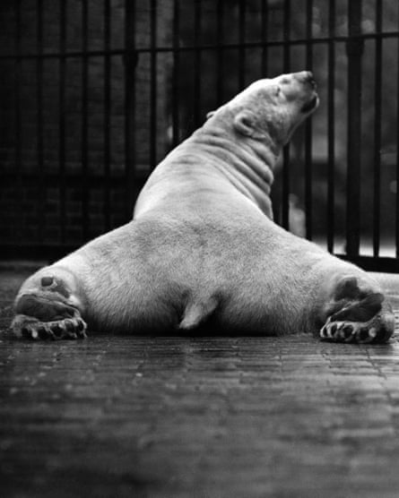 A black-and-white image of a polar bear laying on its belly in its enclosure.
