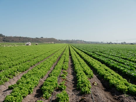 A view of a clear blue sky above, and neat, bright green rows of strawberry plants below, stretching to the horizon, which ends in low hills.