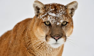 In central British Columbia, researchers found that bears, cougars and wolverines were far more deadly to caribou than wolves.