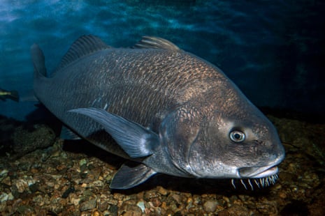 Florida's mystery bass rumble may be sound of frisky fish mating