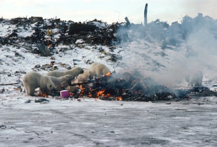 Polar bears scavenge for food at a dump in Churchill, Canada, 2003. This dump was subsequently closed in order to deter the bears.