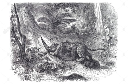 An engraving of a jaguar preying on a giant anteater – or perhaps this is an image of the legendary death-embrace between the two endangered foes.