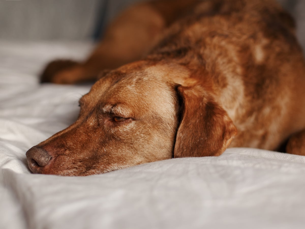 How Do Dogs Act When Another Dog is Dying? Unveiling Canine Mourning Behavior