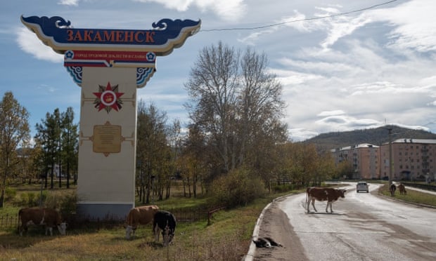 Vacas atravessam estrada tranquila em Zakamensk