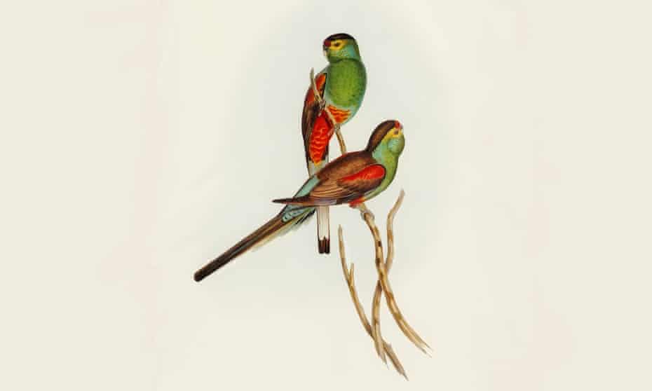 The paradise parrot (Psephotus pulcherrimus) illustrated by Elizabeth Gould in the 19th century for John Gould’s Birds of Australia