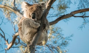 A large male wild koala
