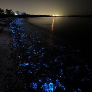 A volcanic beach off Toyama Bay glows blue with firefly squid.