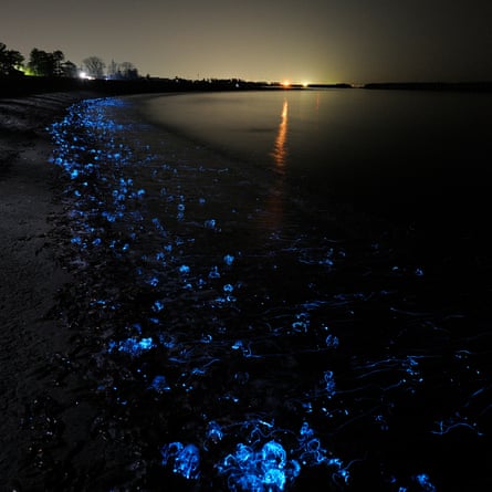 A volcanic beach off Toyama Bay glows blue with firefly squid.