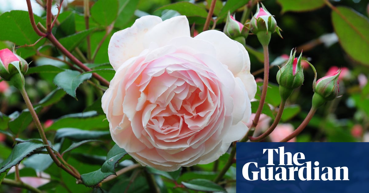Why climate crisis means some English roses will bloom no longer