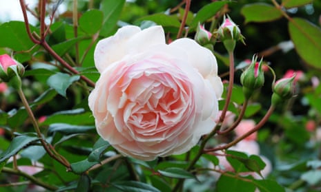 A Shropshire Lad pale pink rose
