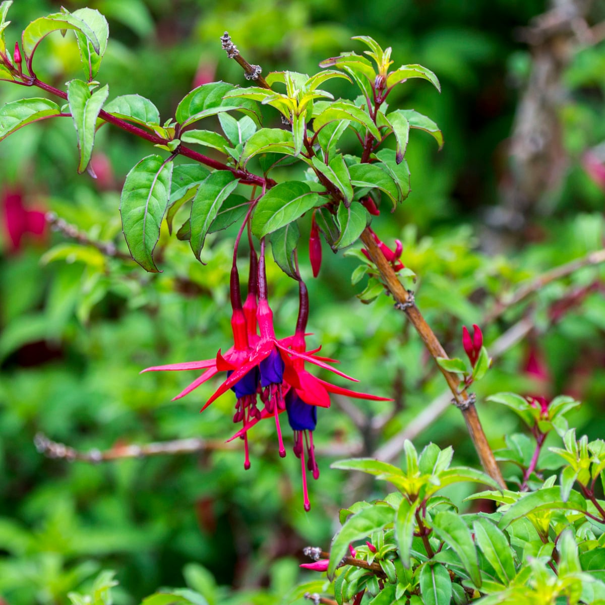 How To Grow Fuchsia Gardening Advice The Guardian