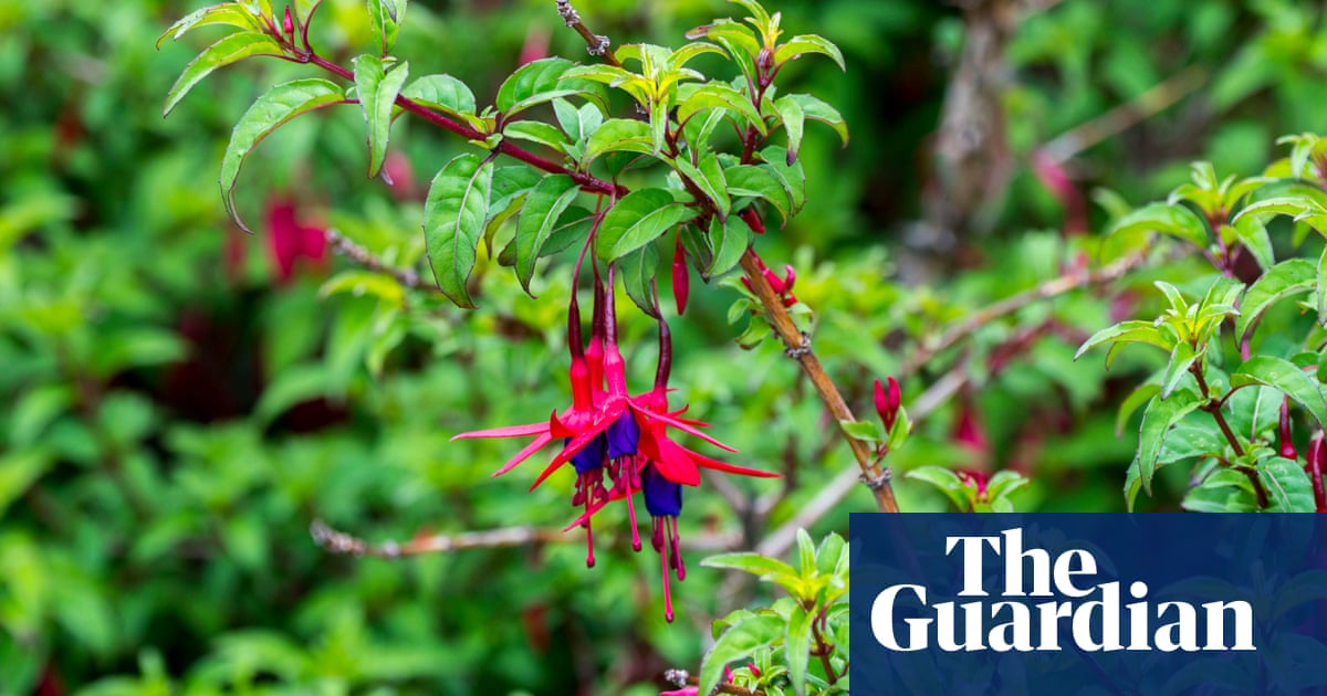 How To Grow Fuchsia Gardening Advice The Guardian