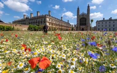 A wildflower meadow at King’s College, Cambridge