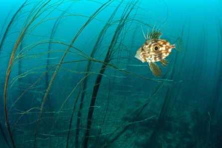 A john dory fish swims between reeds.