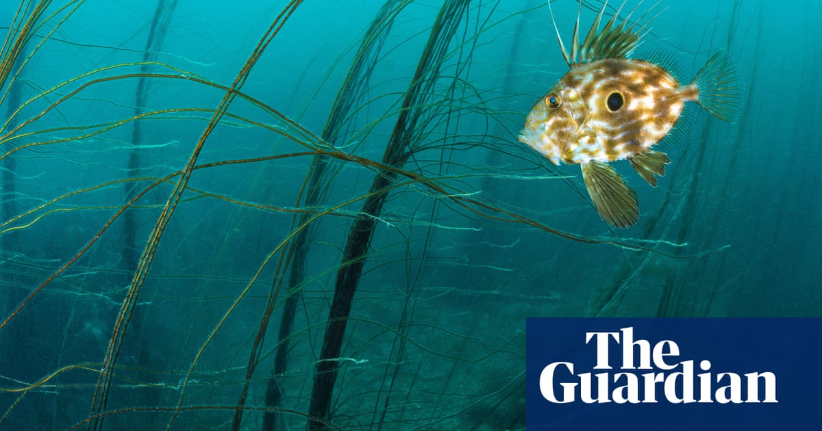 Unprecedented' marine heatwave hits waters around Devon, Cornwall and Ireland