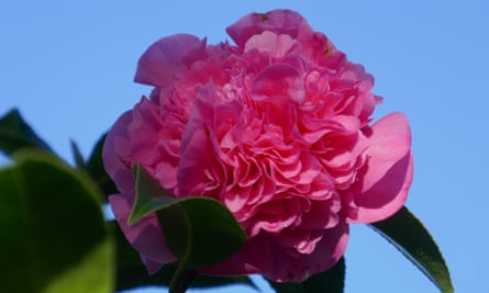 'It feels like another country': a car-free break in west Cornwall | cornwall holidays 5 pink camellia flower