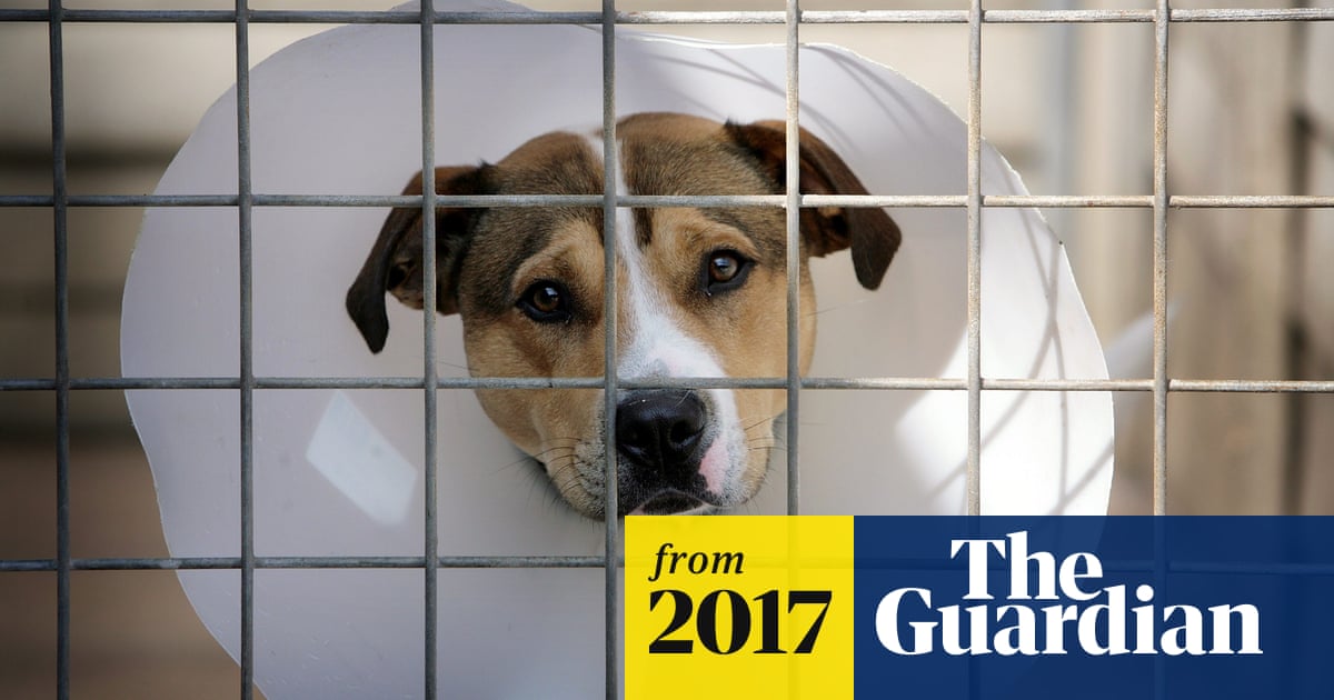 Animal cruelty could result in five-year jail sentence under new law |  Animal welfare | The Guardian