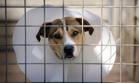 Details Rspca Org Uk