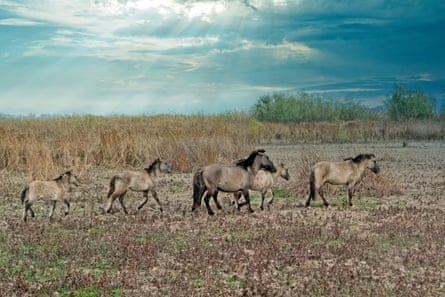 A herd of wild konik on Ermakov island.