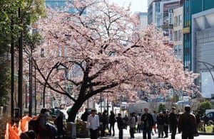 Cherry blossoms in bloom at Ueno Park, Tokyo. Two blossom festivals have been cancelled.