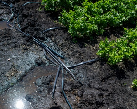 Drip irrigation hose on a field of organic celery plants