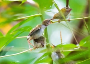 Ungaran, IndonésiaUm pássaro conhecido localmente é Prenjak alimenta seus filhotes em um galho de árvore na província de Java Central