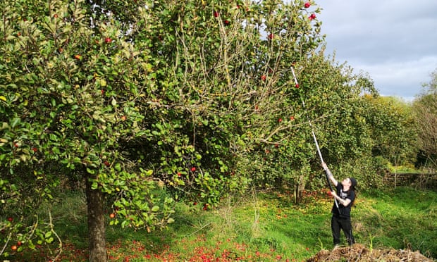Dowdings Nether Compton Orchard cider apple harvest.