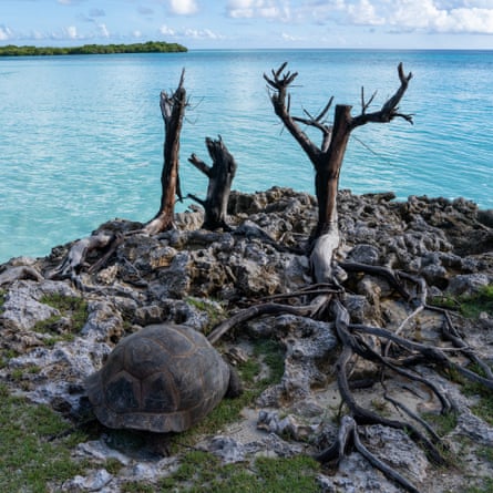 Giant tortoise in foreground near small dead tree branches with sea and sky at top of frame