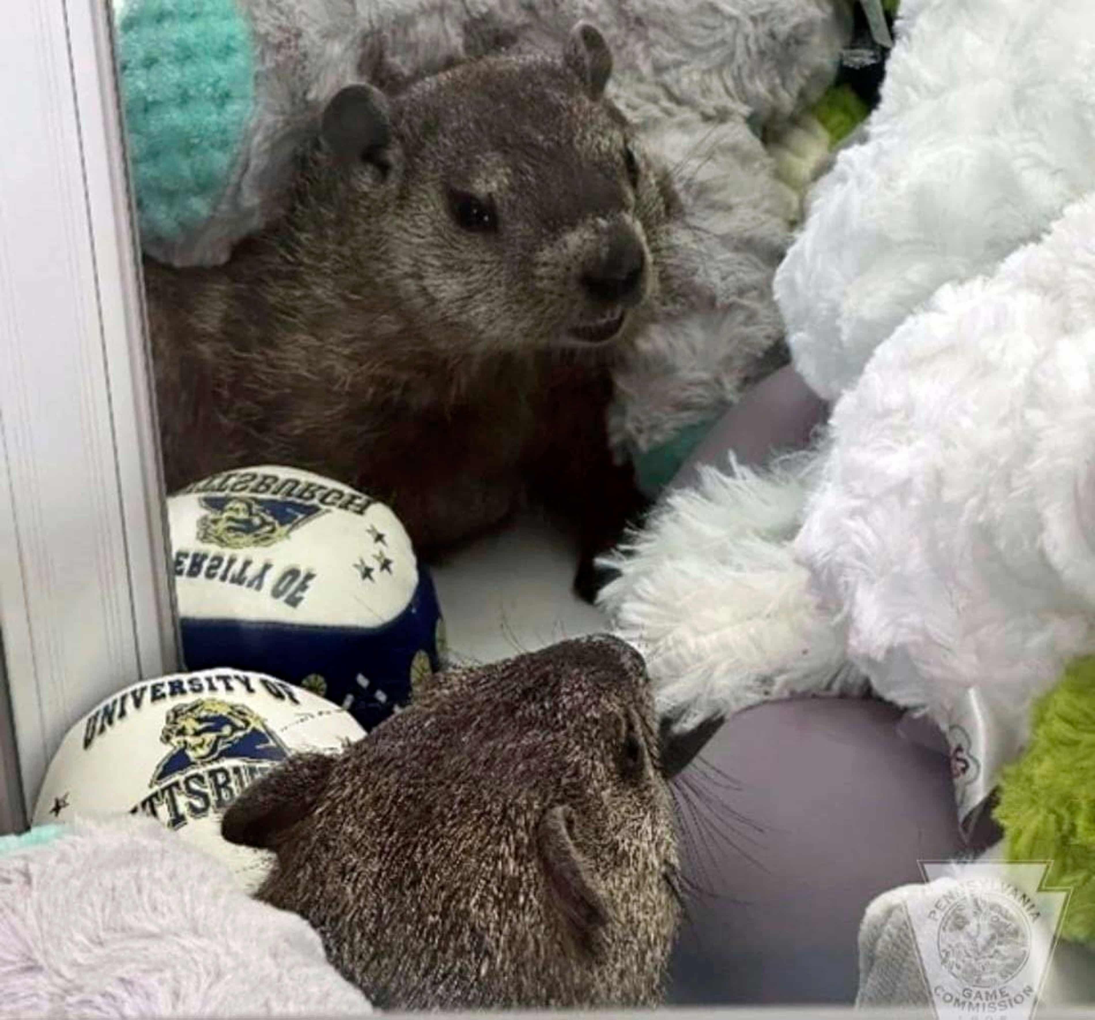 Players using toy claw game surprised by live groundhog among stuffed animals (theguardian.com)