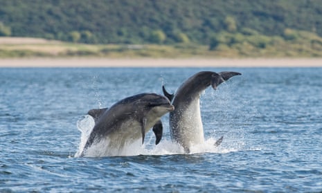 Bottlenose dolphin in the Moray Firth, Scotland.