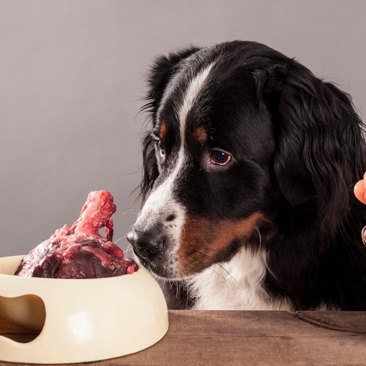 Scientists criticise trend for raw meat pet food after analysis finds pathogens | Microbiology | The Guardian