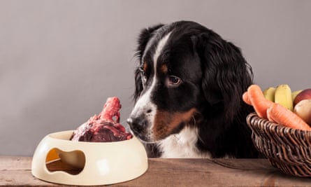 A bernese mountain dog sitting next to a bowl of raw meat and a basket of fruit and vegetables as part of its Barf diet.