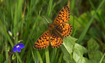 A small pearl-bordered fritillary butterfly.