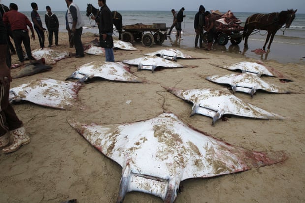 Fishermen gather manta rays washed up on the beach in Gaza City.