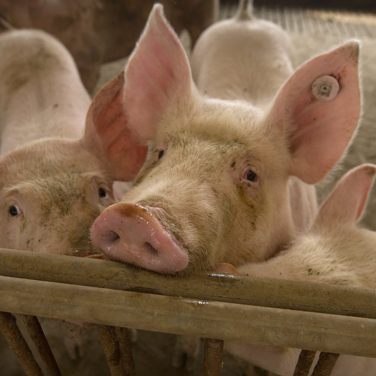 African swine fever: the deadly virus that has landed on Australia's  doorstep | Swine flu | The Guardian
