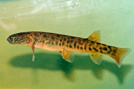 The Pedder galaxias, a fish that was relocated to other water bodies at the time of the flooding, could be reintroduced.