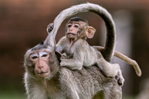 O jovem macaco está sentado nas costas da mãe, dobrando o rabo sobre a cabeça