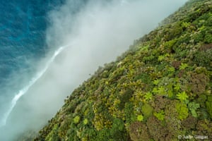 The plateau of Mount Gower on Lord Howe Island is home to a critically endangered ecological community known as the gnarled mossy cloud forest