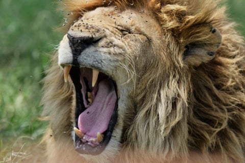 Um leão boceja