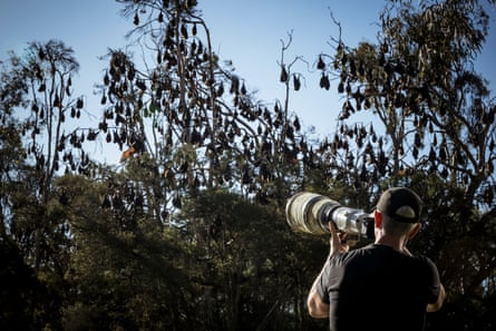 Gimsey holds a camera with a zoom lens aimed at a tree with sleep flying foxes